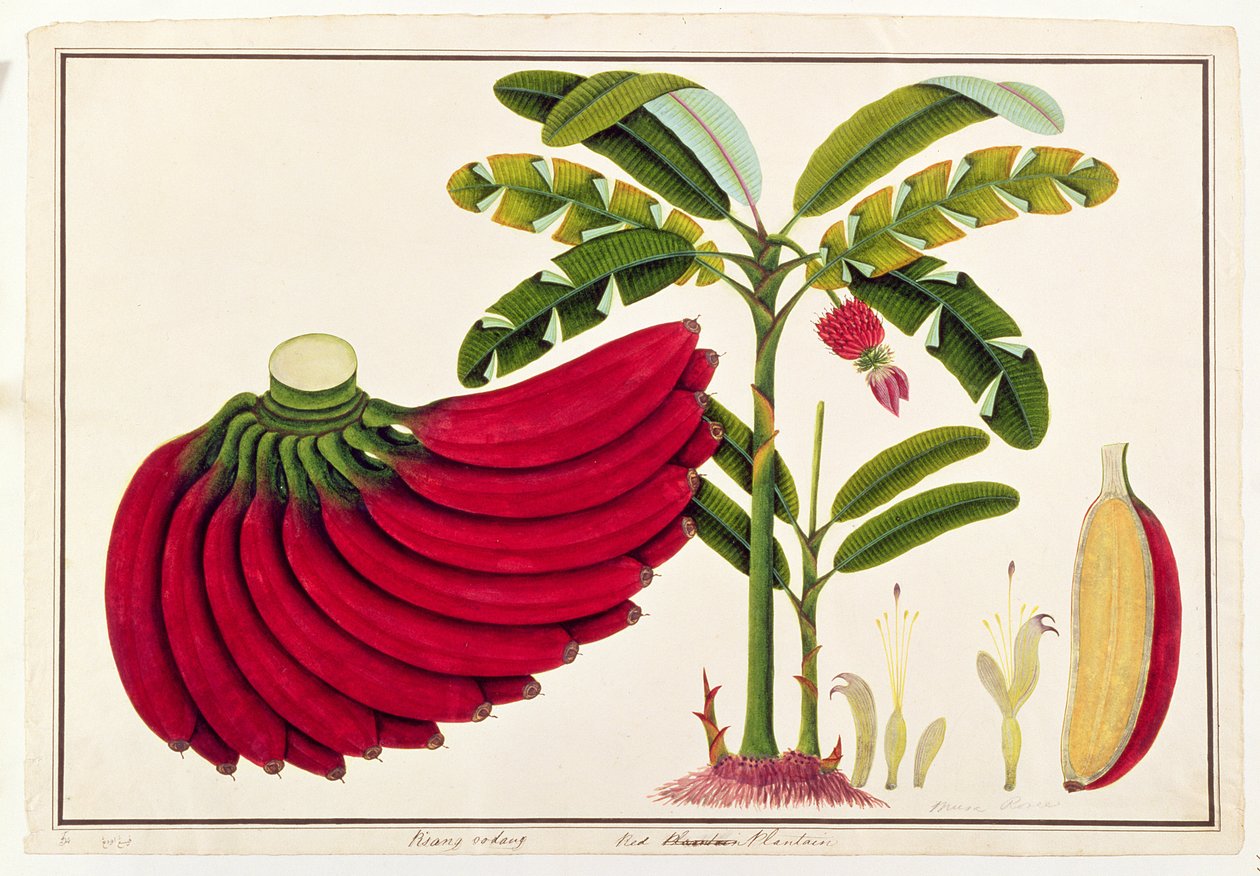 マラッカの植物の絵からの赤いオオバコ、Pisang oodang、c.1805-18（紙のトイレ） 作： 中国語学校