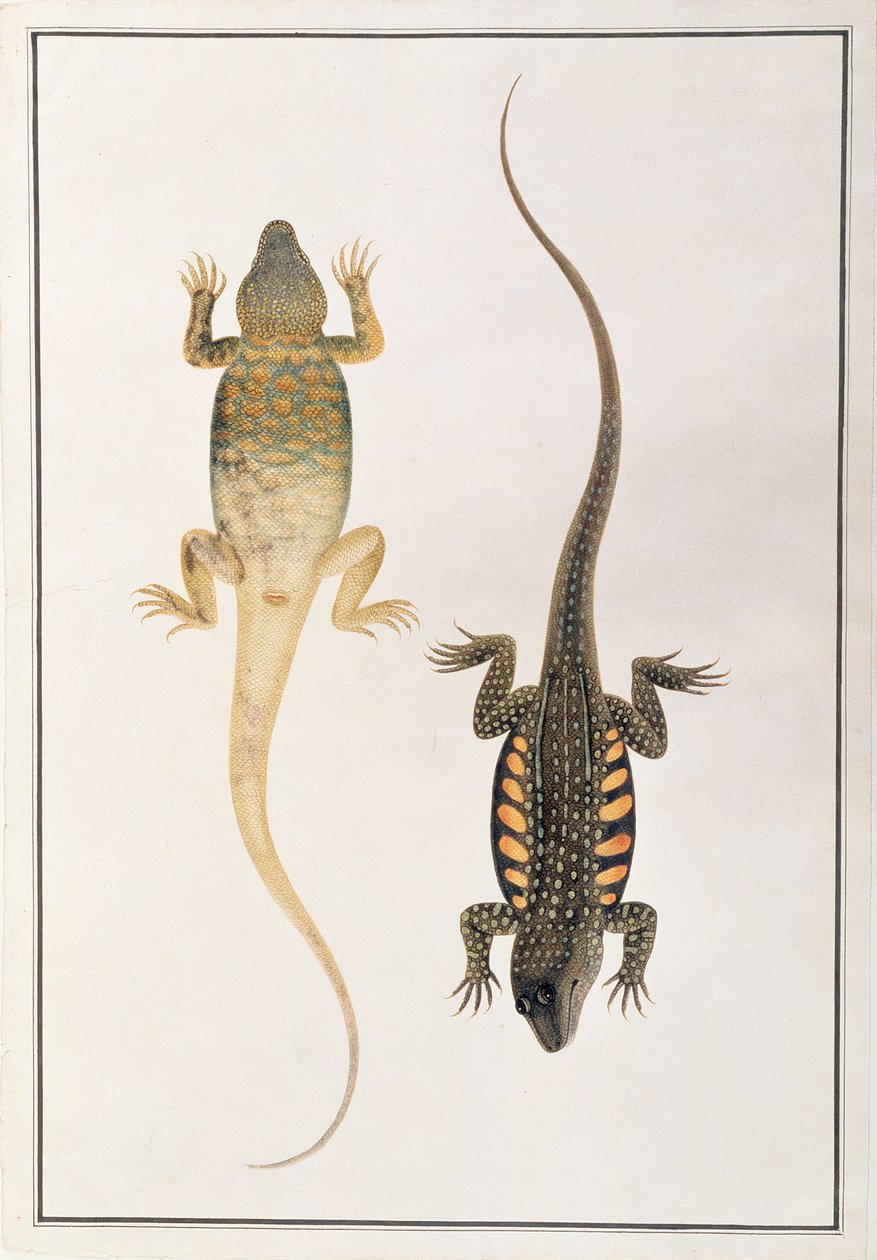 動物、昆虫、マラッカの爬虫類の絵からの爬虫類、1805-18年頃（紙とトイレとガッシュ） 作： 中国語学校