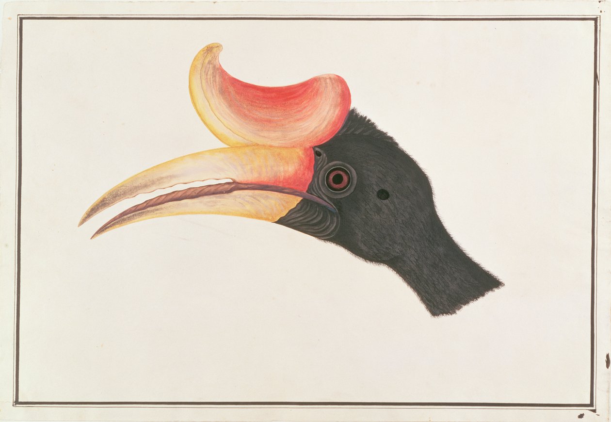 Rhinoceros Hornbill、from Drawings of Birds from Malacca、c.1805-18（紙にトイレ） 作： 中国語学校
