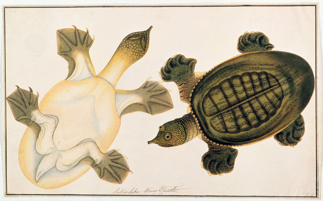 マラッカの動物、昆虫、爬虫類の絵からのタートル川、ラビーラブ、1805年から18年頃（紙にガッシュとトイレ） 作： 中国語学校