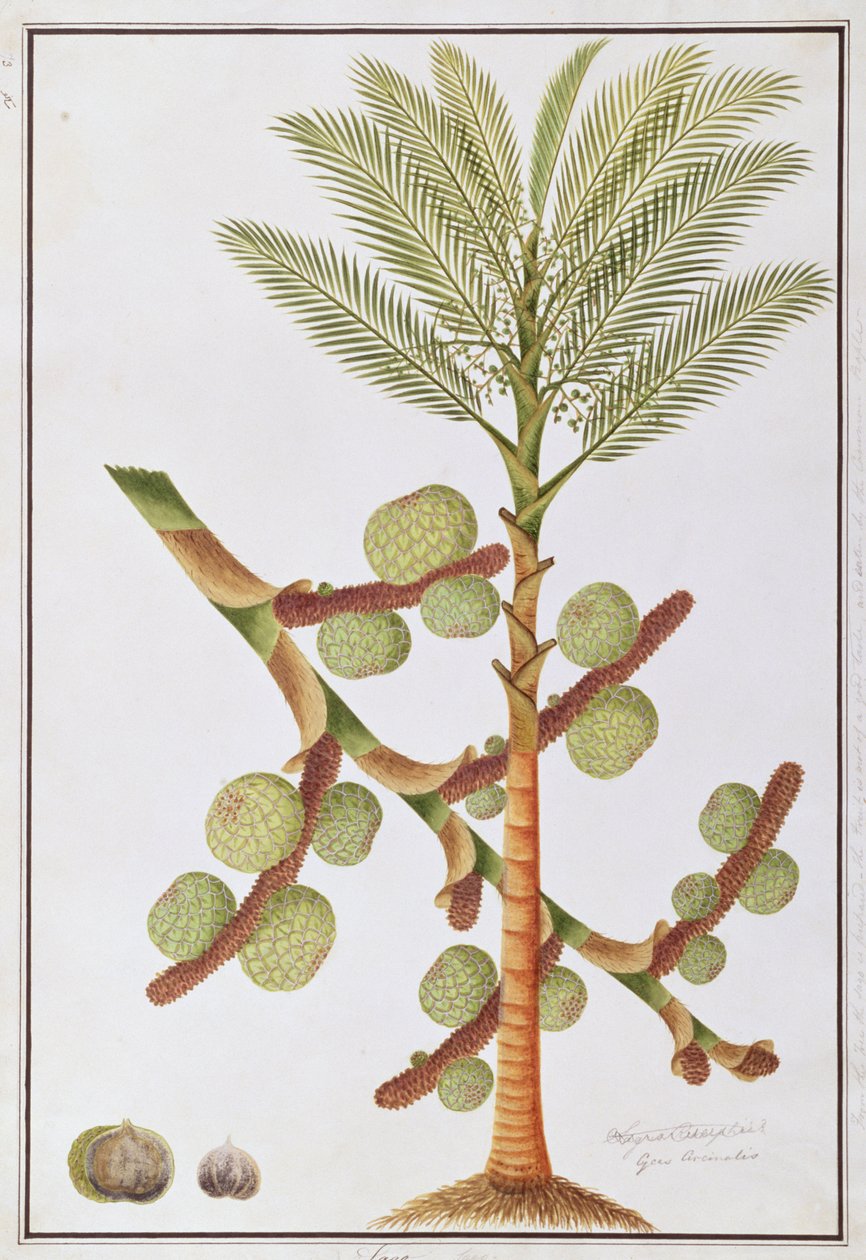 サゴ、マラッカの植物の絵、1805-18年頃（紙にトイレ） 作： 中国語学校