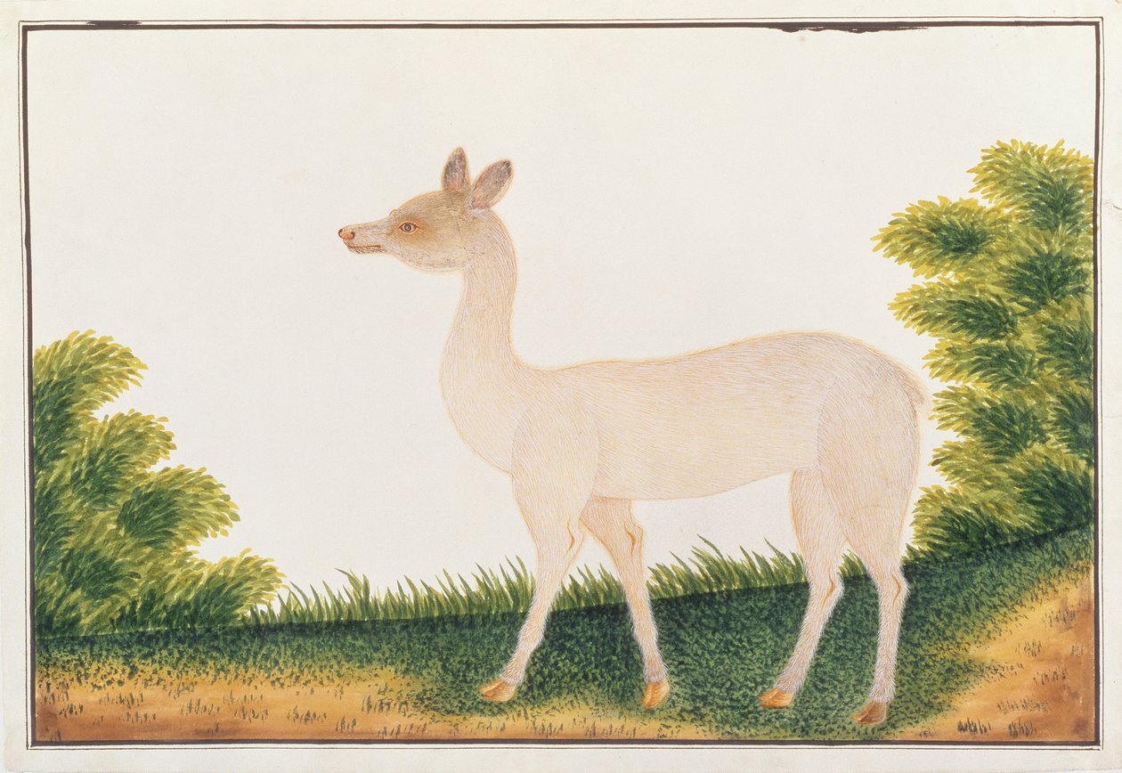マラッカの動物、昆虫、爬虫類の絵からのサンバージカ、1805-18年頃（紙にトイレとガッシュ） 作： 中国語学校