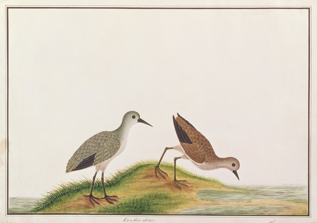 サンドパイパー、マラッカの鳥の絵、1805-18年頃（紙にトイレ） 作： 中国語学校