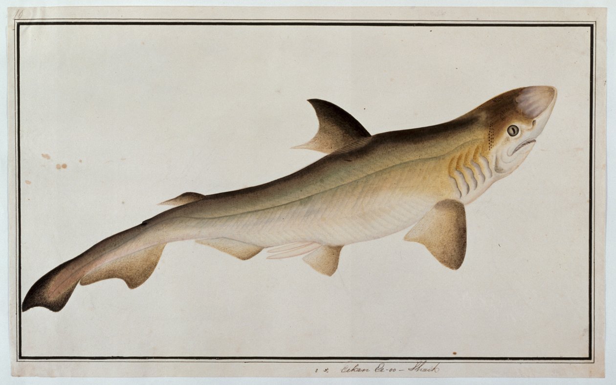 サメ、Eekan Ee-oo、マラッカからの魚の絵、c.1805-18（紙にトイレ） 作： 中国語学校