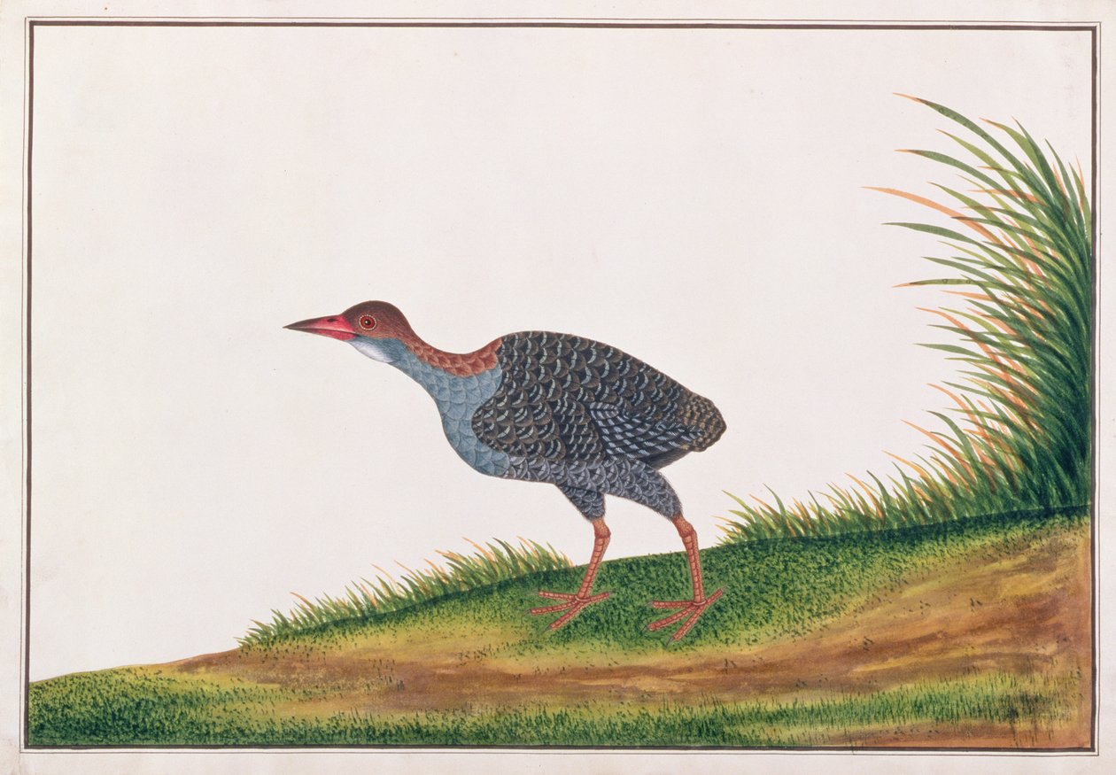 マラッカの鳥の絵からのスレートブレストのレール、c.1805-18（紙にトイレ） 作： 中国語学校