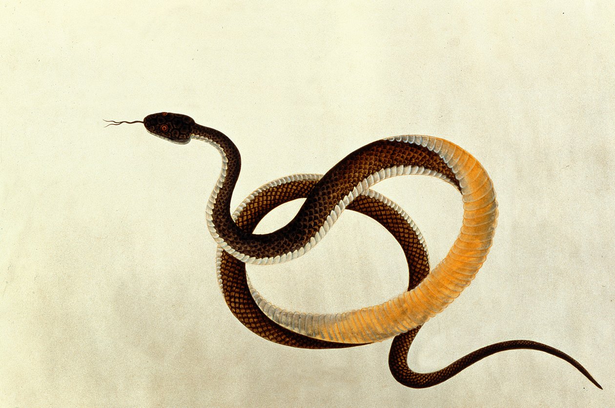 ヘビ、動物、昆虫、爬虫類の絵から1805-18年、マラッカから（紙とトイレとガッシュ） 作： 中国語学校