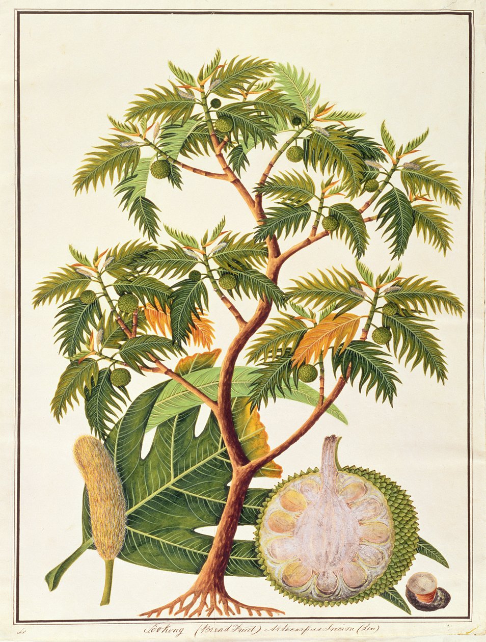 マラッカの植物の絵からのSookong（パンフルーツ）とArtocarpus Incisa（Lin）、c.1805-18（紙にトイレ） 作： 中国語学校