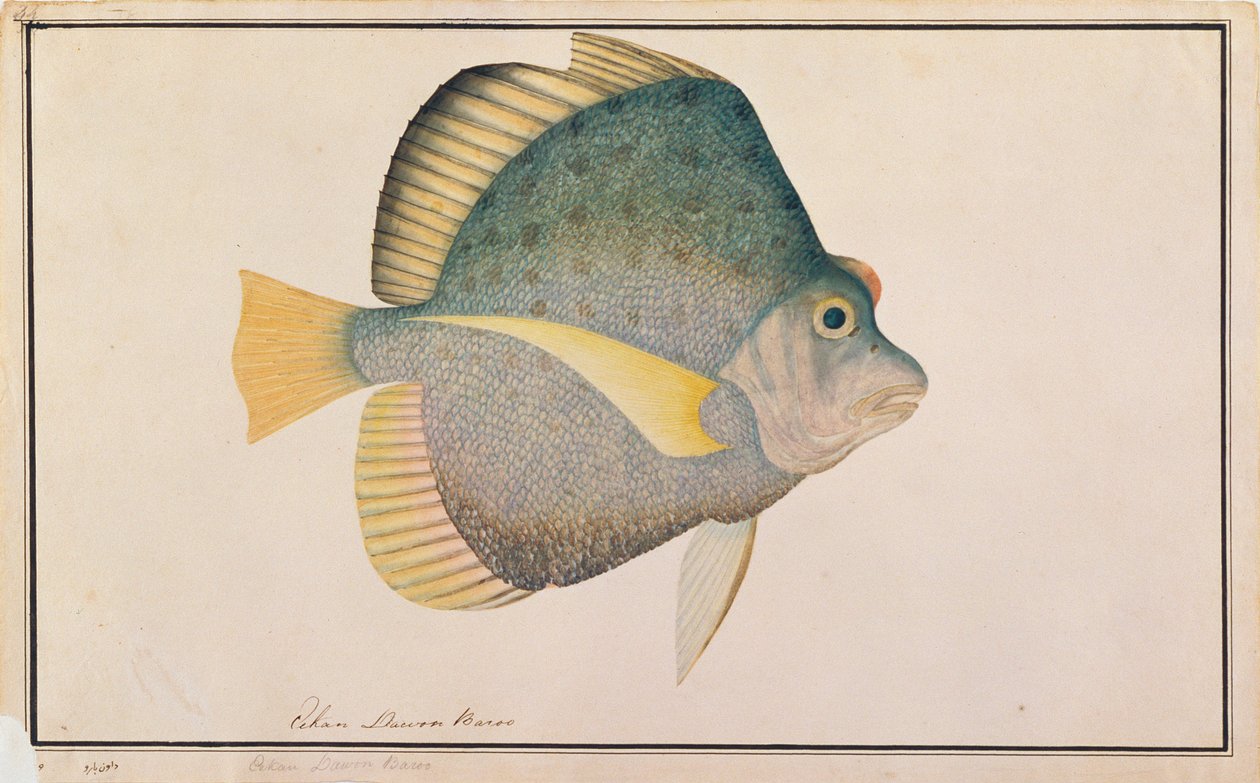 斑点を付けられた鎌状魚、マラッカの魚の絵、1805-18年頃（紙にトイレ） 作： 中国語学校