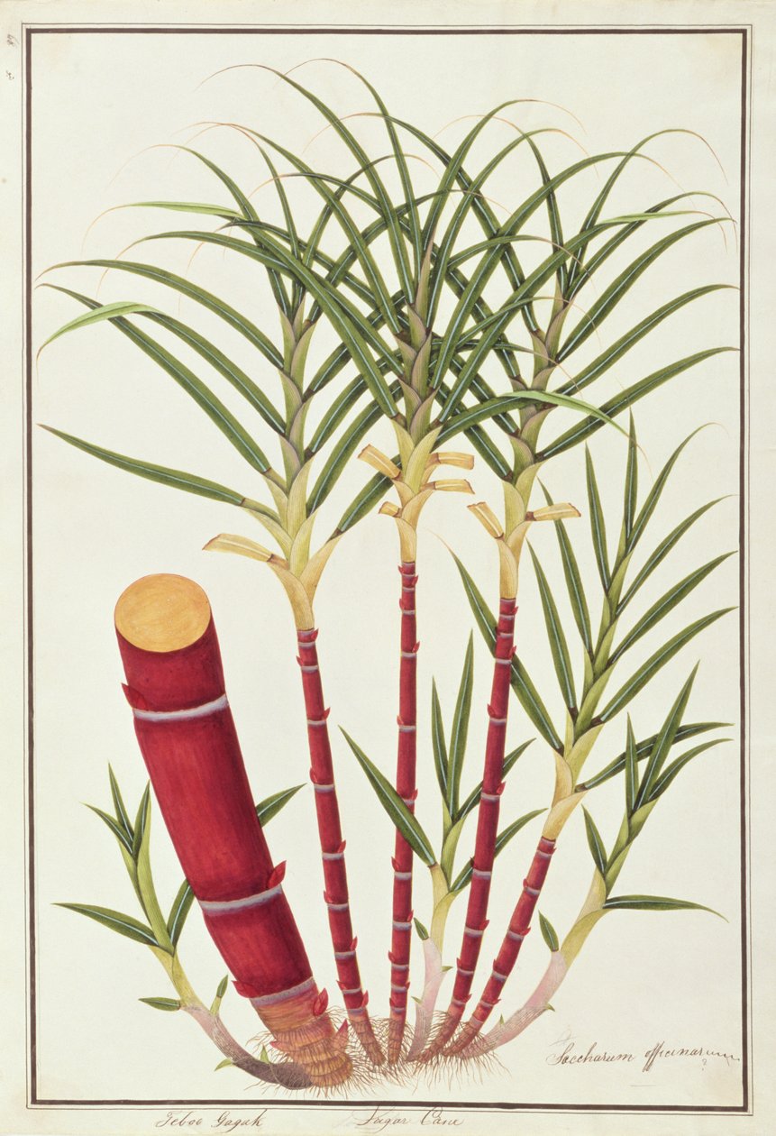 マラッカの植物の絵からのサトウキビ、Teboo Gagak、1805-18年頃（紙にWC） 作： 中国語学校