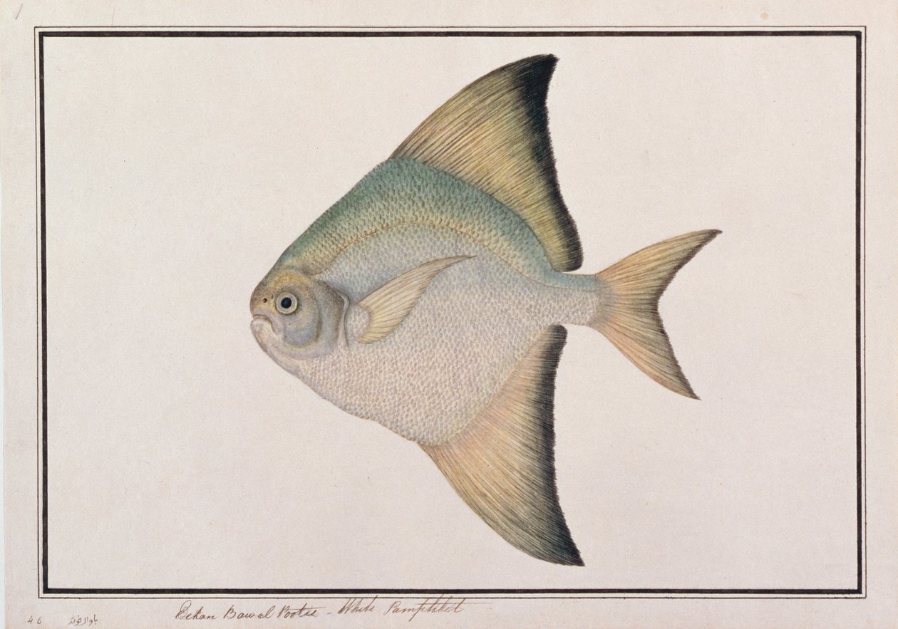 マラッカの魚の絵、ホワイトポムフレット、c.1805-18（紙にトイレ） 作： 中国語学校