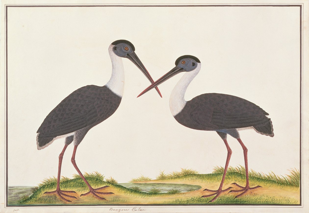 ムラサキからの鳥の絵からの首のコウノトリ、1805-18年頃（紙にトイレ） 作： 中国語学校