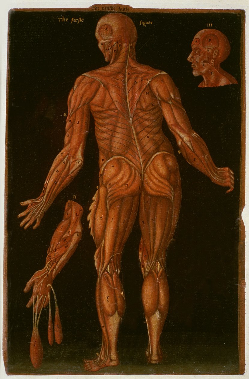 Ms Hunter 364 Table VIII Dissection、c.1170、Anatomical Tables、John Banister（1540-1610）（茶色の紙に油彩） 作： 英語学校