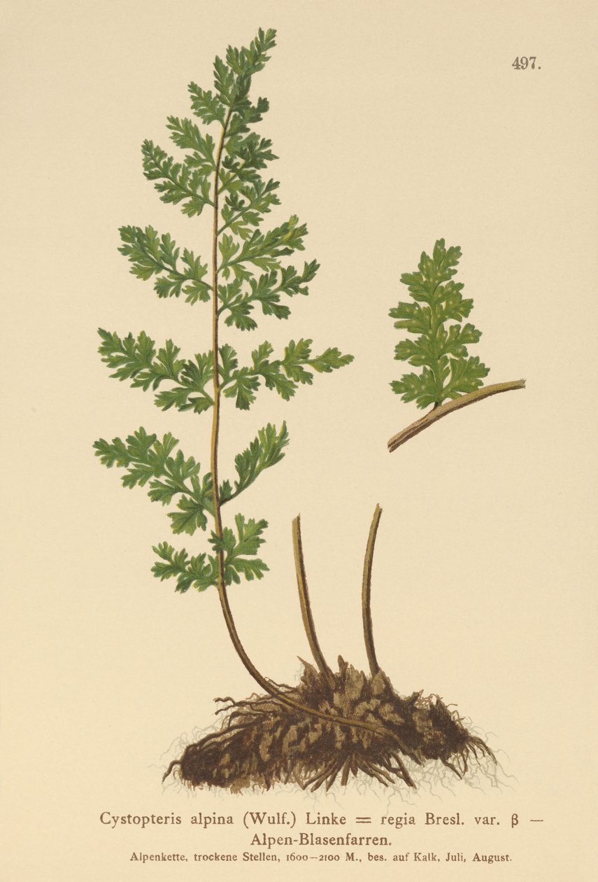 アルプス膀胱シダ（Cystopteris alpina、Cystopteris regia） 作： ドイツ語学校