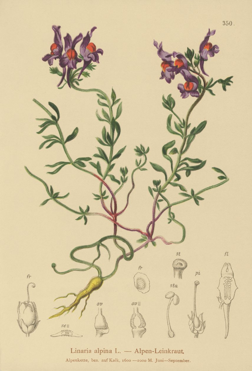 アルパインヒキガエル（Linaria alpina） 作： ドイツ語学校