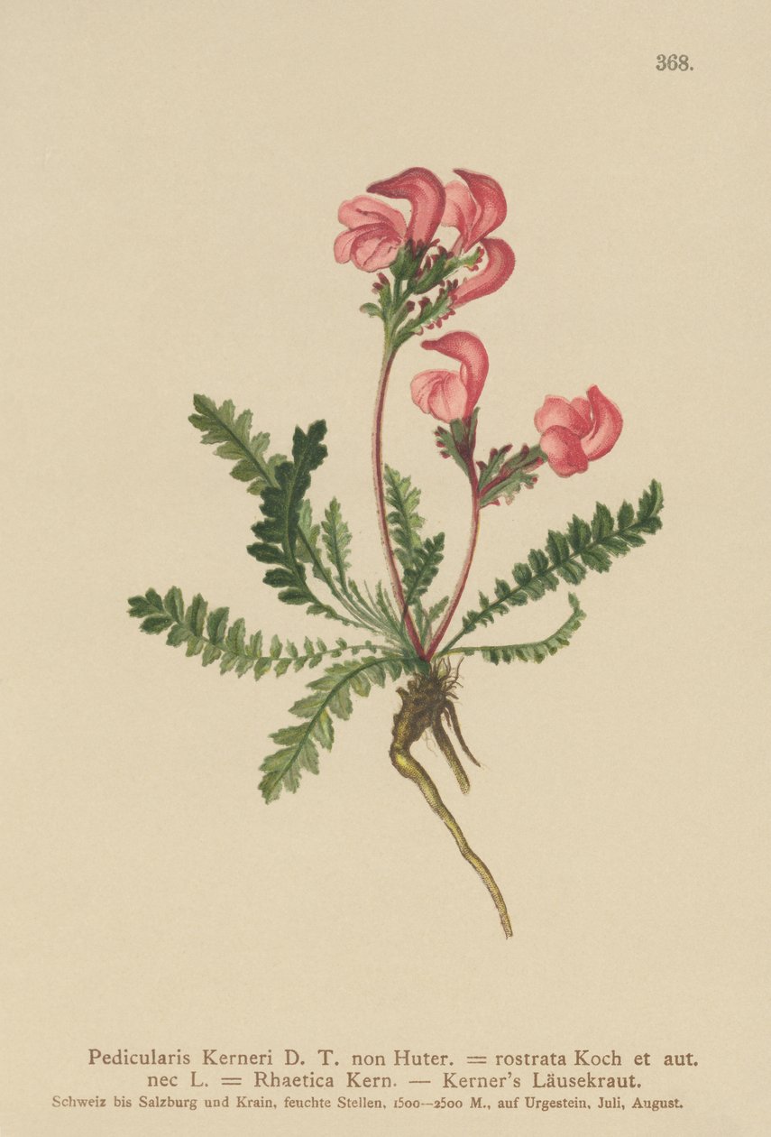 カーナーズシラミ（Pedicularis Kerneri、Rhaetica Kerneri、Pedicularis rostrata、Pedicularis Rhaetica） 作： ドイツ語学校