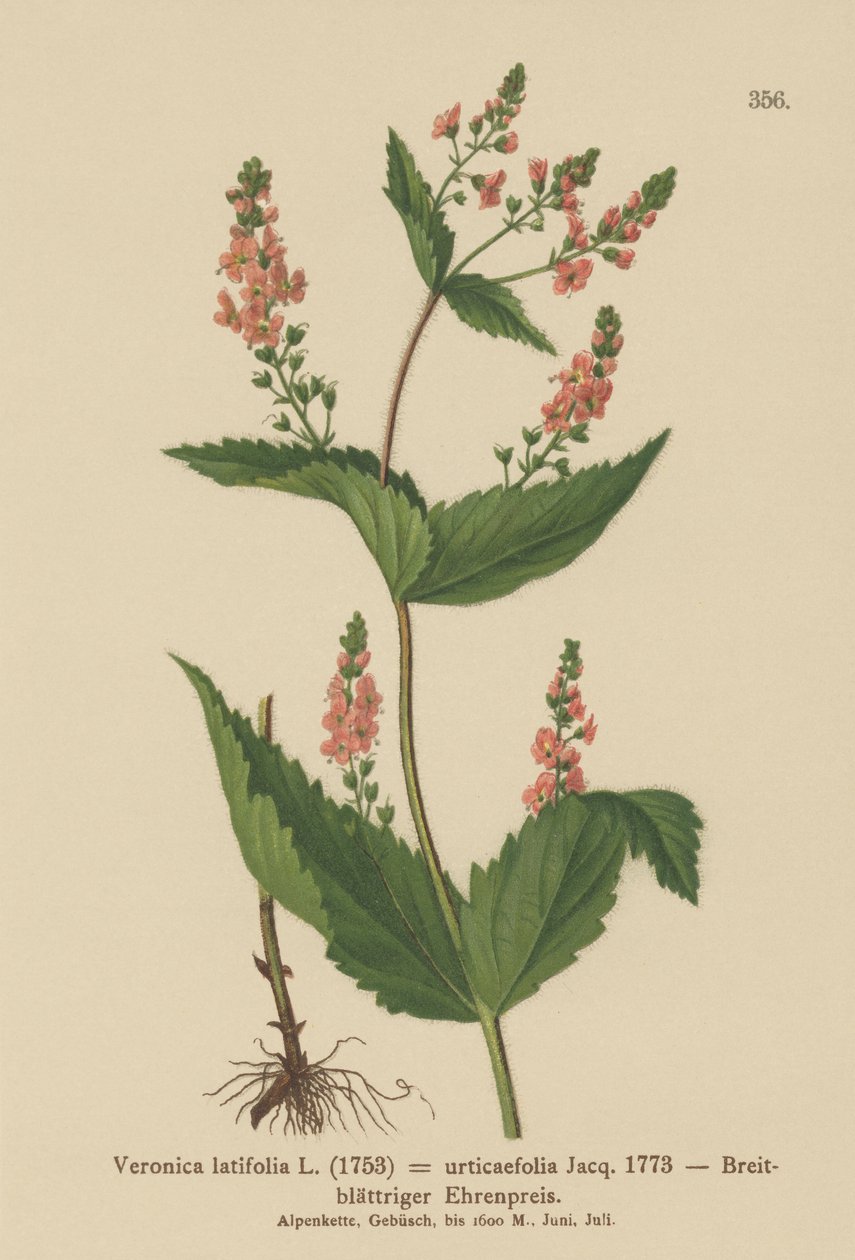 イラクサの葉Speedwell（Veronica latifolia、Veronica urticaefolia） 作： ドイツ語学校