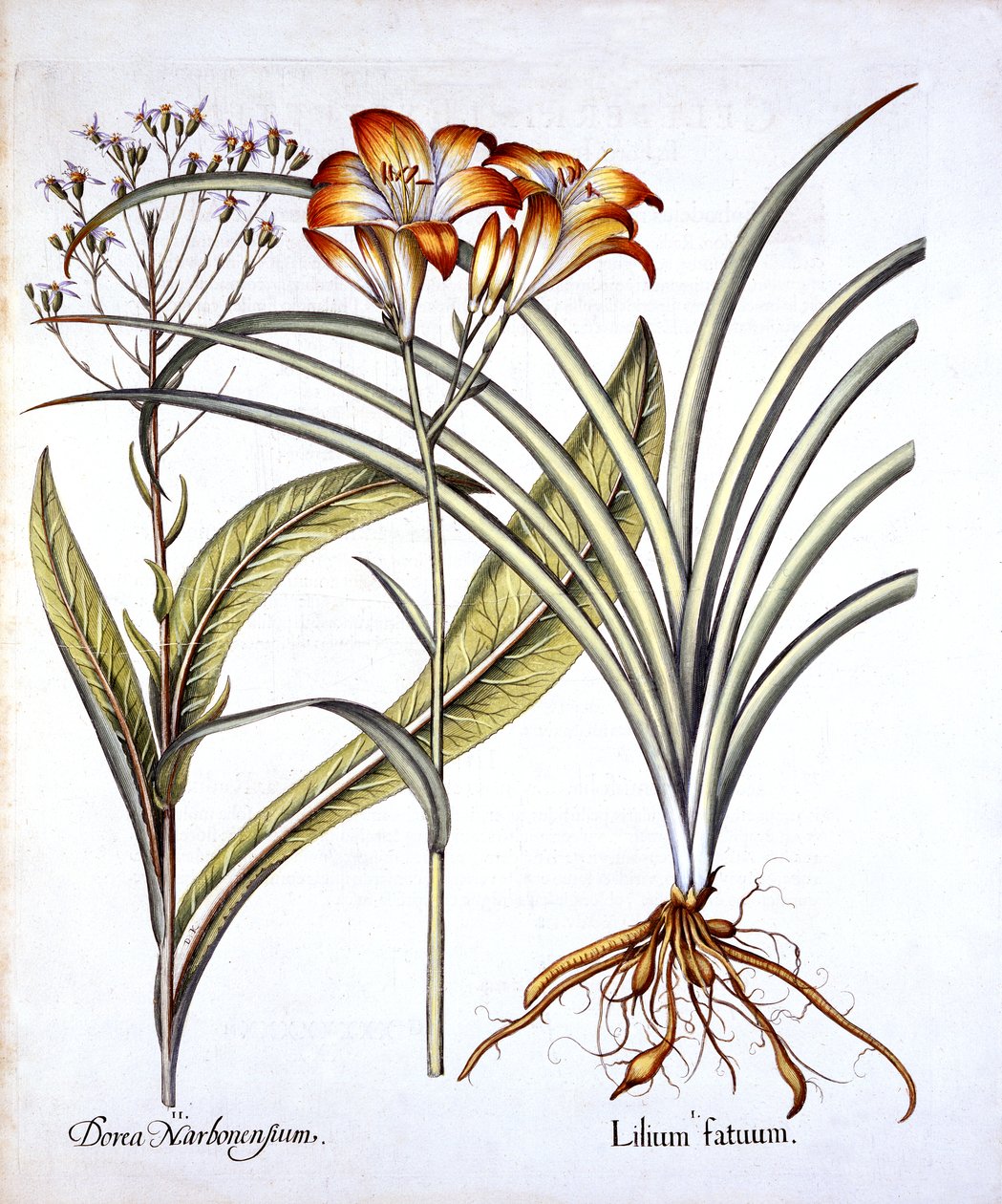 紅葉のユリとGroundsel、Hortus Eystettensis作、Basil Besler（1561-1629）、パブ。 1613（手描きの彫刻） 作： ドイツ語学校
