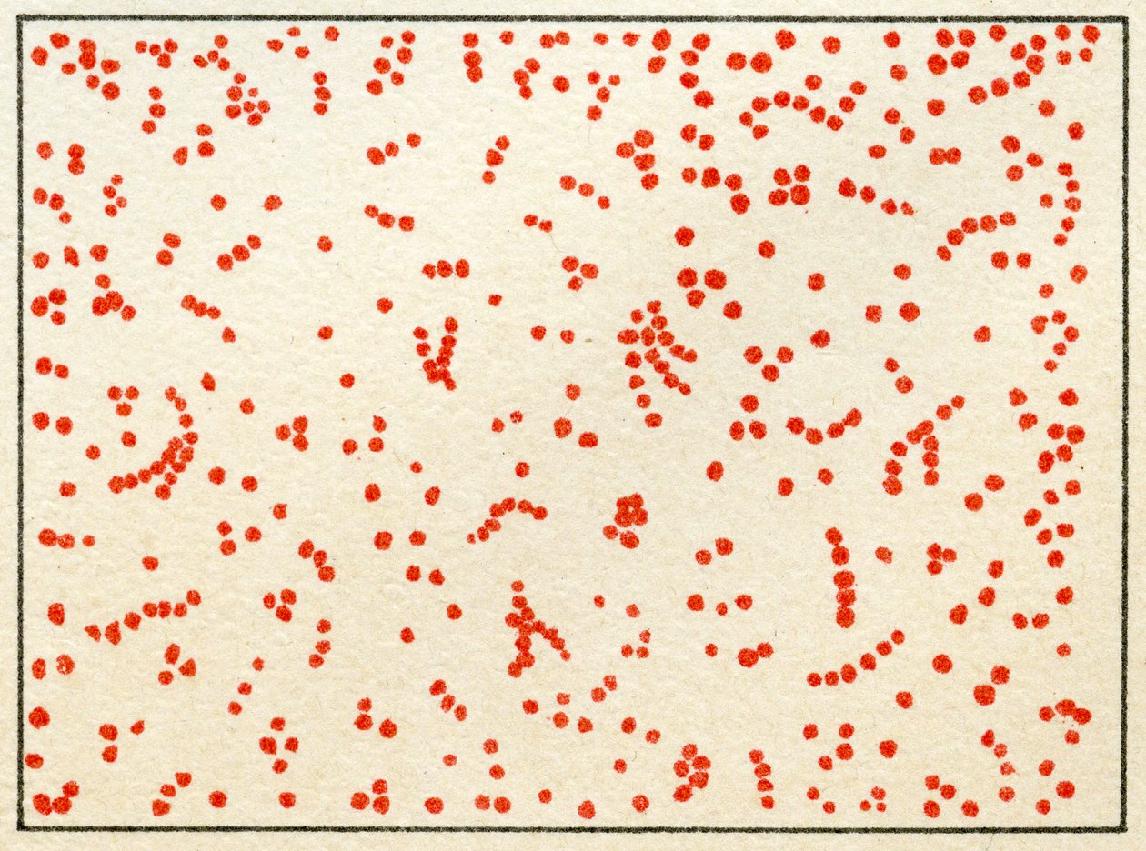 Micrococcus Bacteria c.1890のサンプル（カラークロモリソグラフ） 作： ドイツ語学校