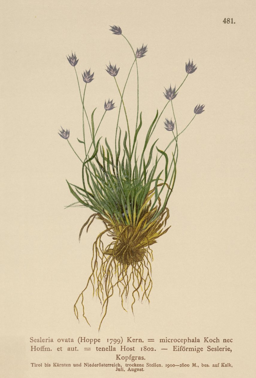 セスレリア（Sesleria ovata、Sesleria microcephala、Sesleria tenella、Psilathera ovata） 作： ドイツ語学校