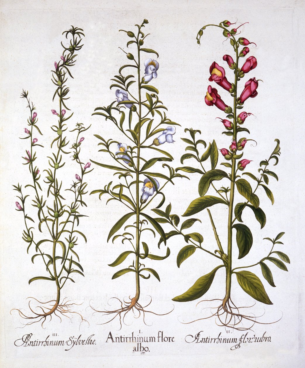 SnapdragonsまたはAntirrhinums、Hortus Eystettensis、Basil Besler（1561-1629）、パブ。 1613（手描きの彫刻） 作： ドイツ語学校