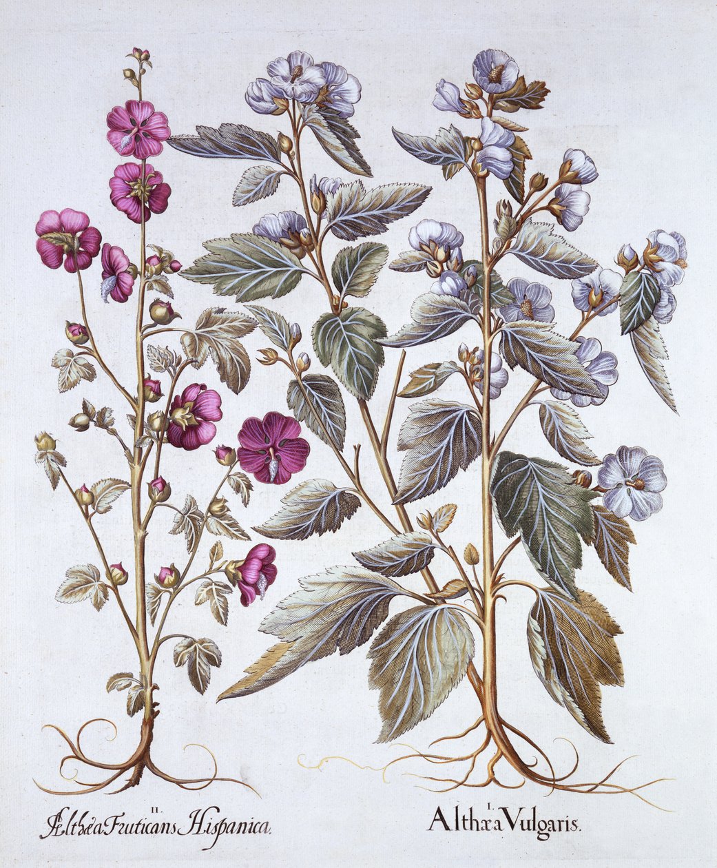 Hortus Eystettensisからの2つのアオイ科の品種、バジルベスラー（1561-1629）、パブ。 1613（手描きの彫刻） 作： ドイツ語学校