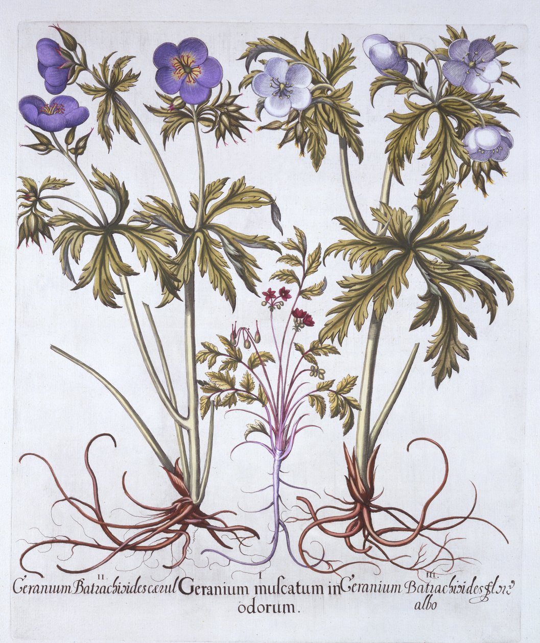 Hortus Eystettensisからのゼラニウムのバリエーション、バジルベスラー（1561-1629）、パブ。 1613（手描きの彫刻） 作： ドイツ語学校