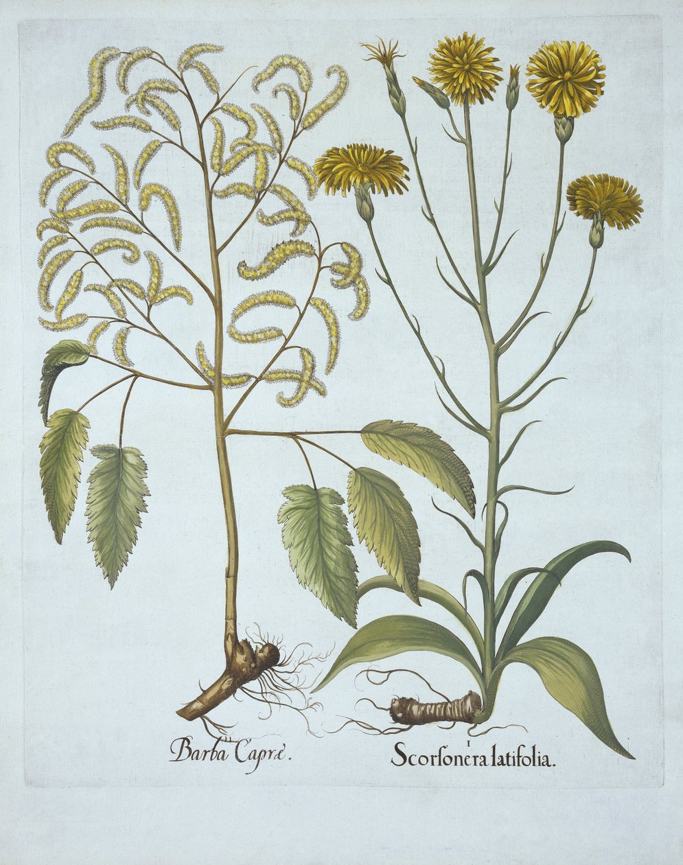 Vitus草と山羊のひげ、Hortus Eystettensis出身、バジルベスラー（1561-1629）、パブ。 1613（手塗りの彫刻） 作： ドイツ語学校