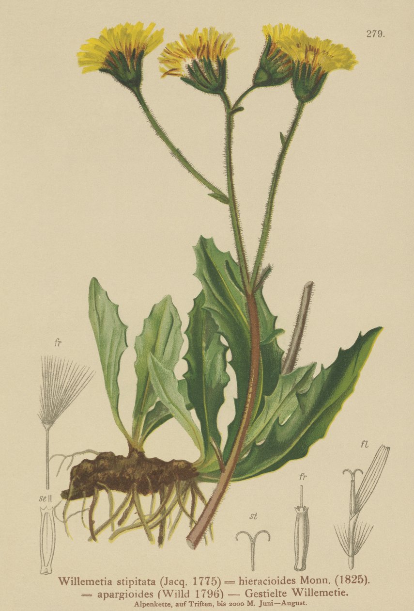 Willemetia（Willemetia stipitata、Willemetia hieracioides、Willemetia apargioides） 作： ドイツ語学校