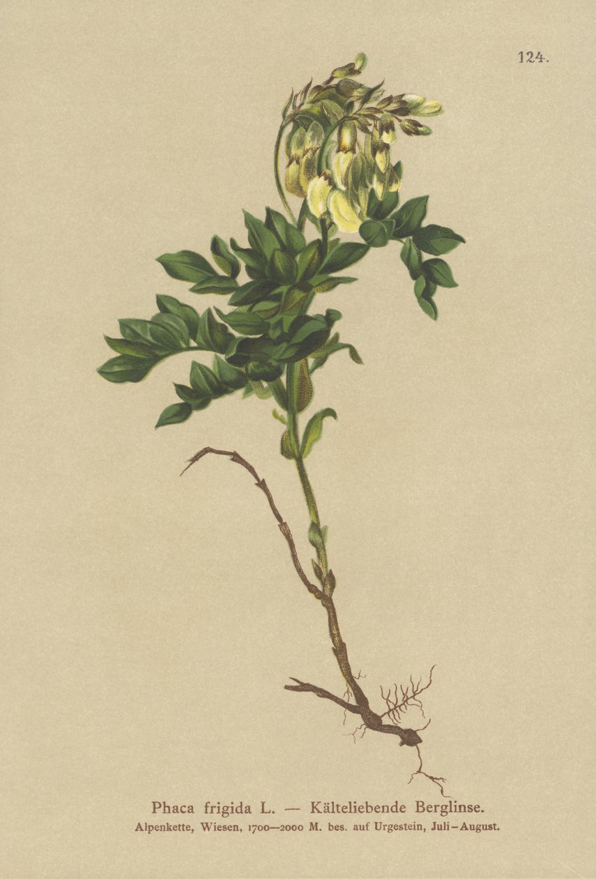 イエローアルパインミルクヴェッチ（Phaca frigida、Astragalus frigidus、Phaca ochreata、Tragacantha frigida） 作： ドイツ語学校