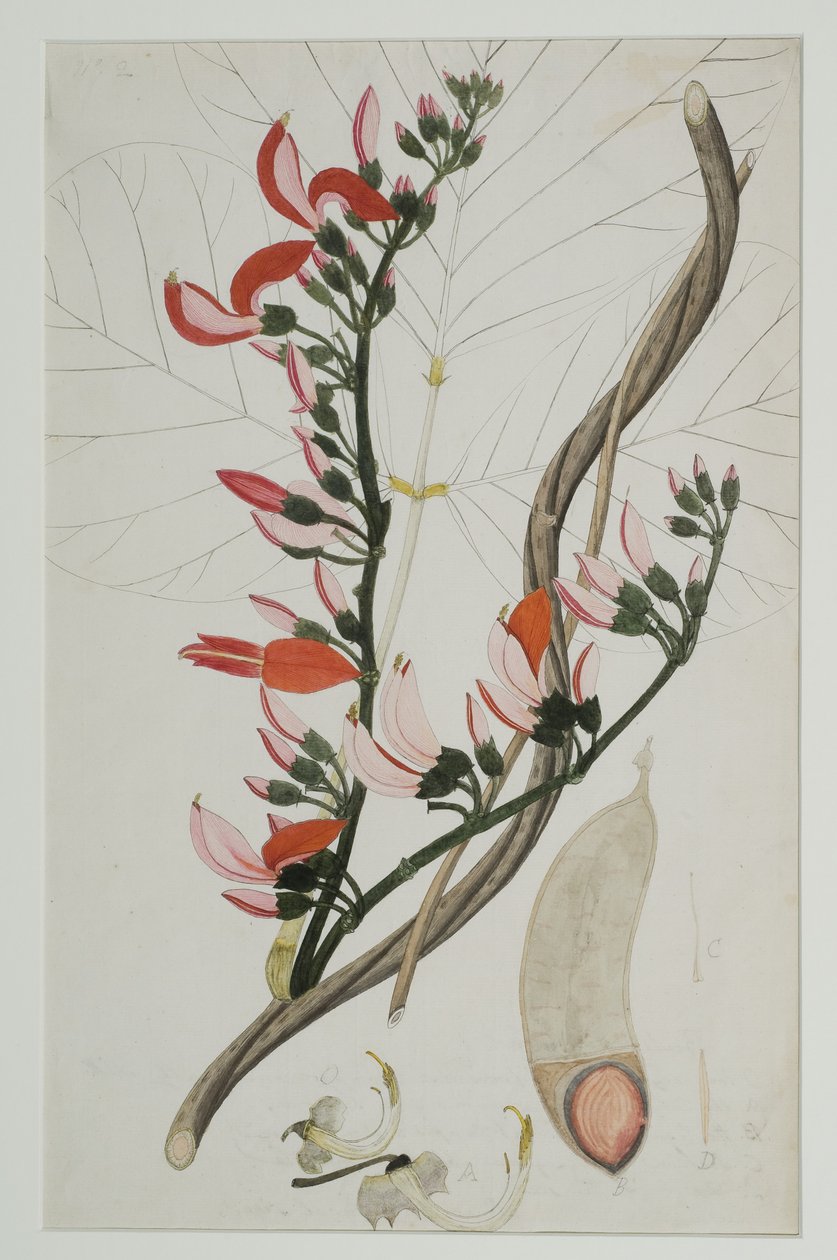 Butea superba Willd、1787（紙にトイレ） 作： インドの学校