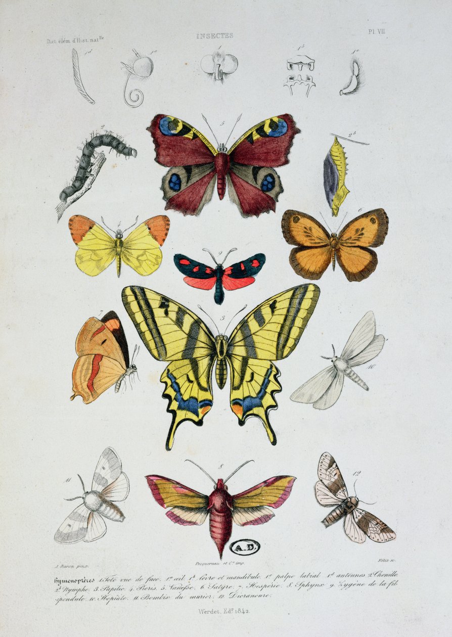 1842年、フェリックスによって彫刻されたDictionnaire Elementaire dHistoire Naturelleからのさまざまな蝶 作： A.バロン
