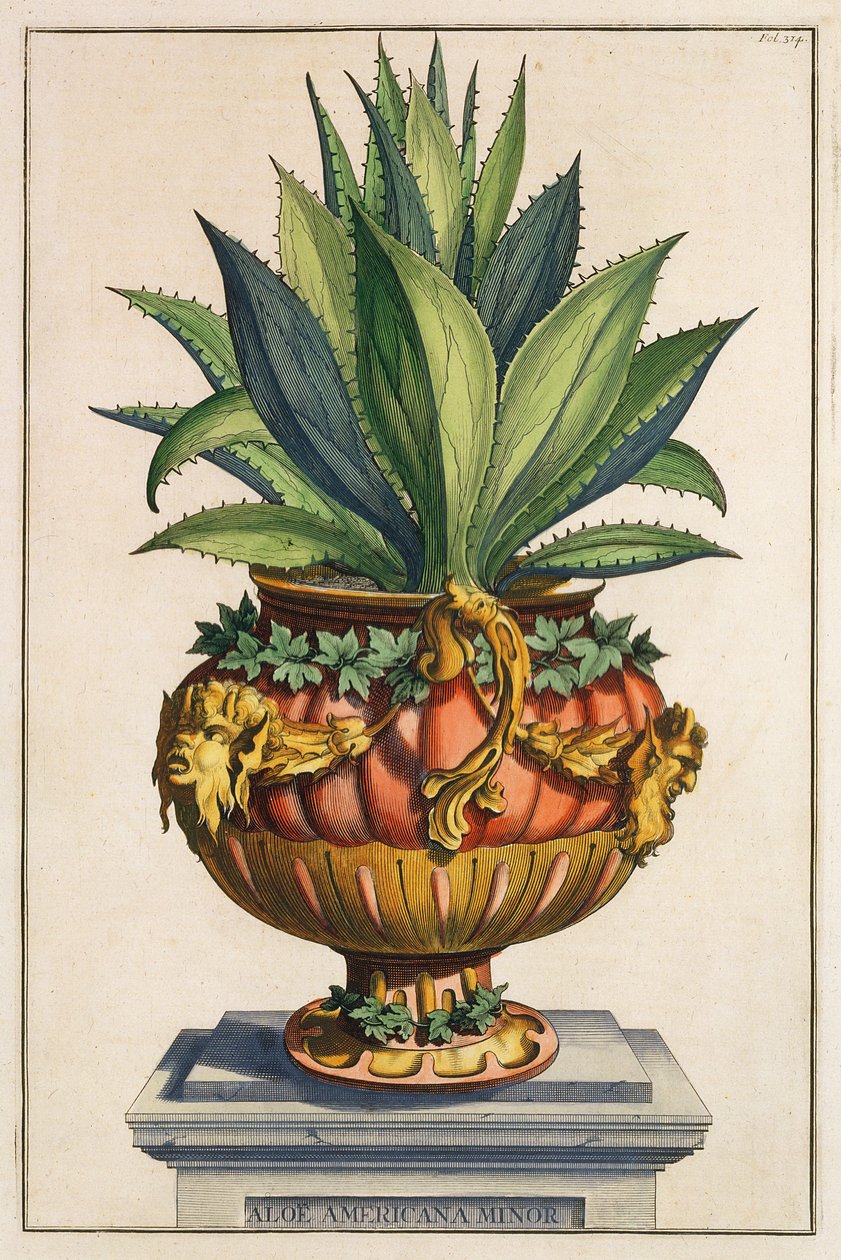 &39;Phytographia Curiosa&39;のアロエアメリカーナマイナーが1702年に出版 作： 