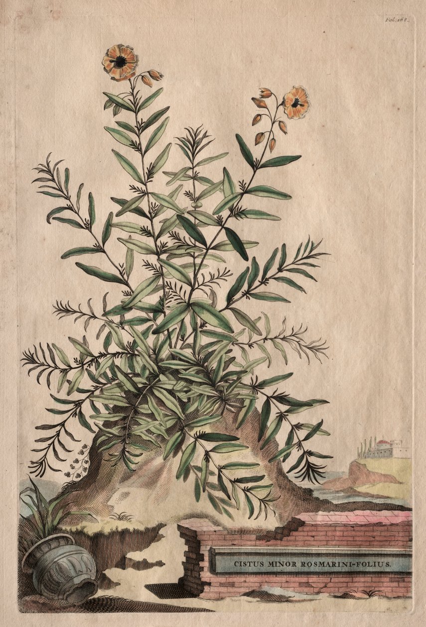 興味深い植物学：Cistus Minor Rosemary-Leaf 作： エイブラハム・マンティング