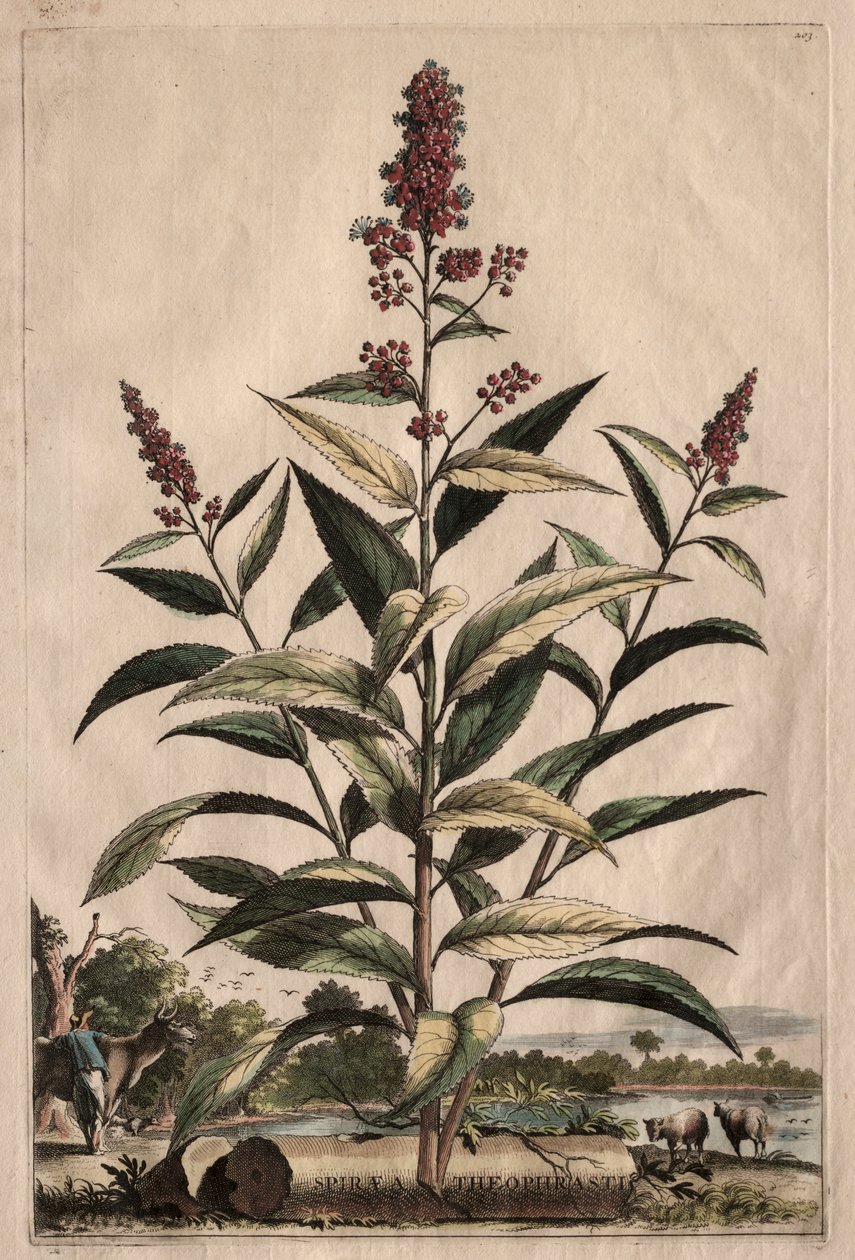興味深い植物学: Spiraea Theophrastus 作： エイブラハム・マンティング