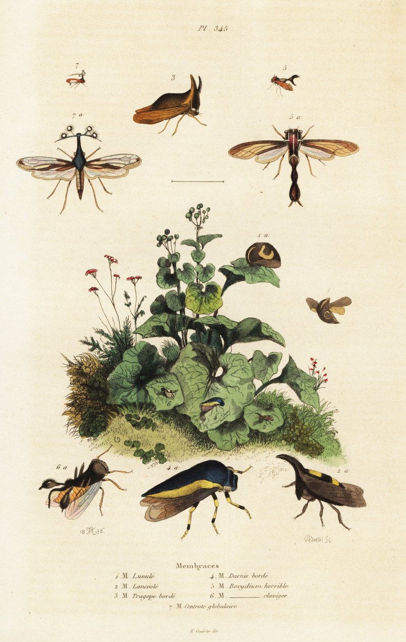 ツノゼミ、1834-1839 (彫刻) 作： アドルフ（後）フライドポテト