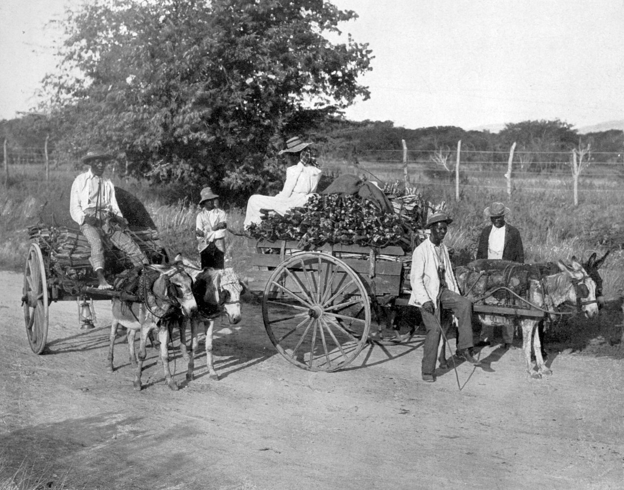 木製カート、ジャマイカ、c1905。 作： アドルフ・デュパーリーと息子
