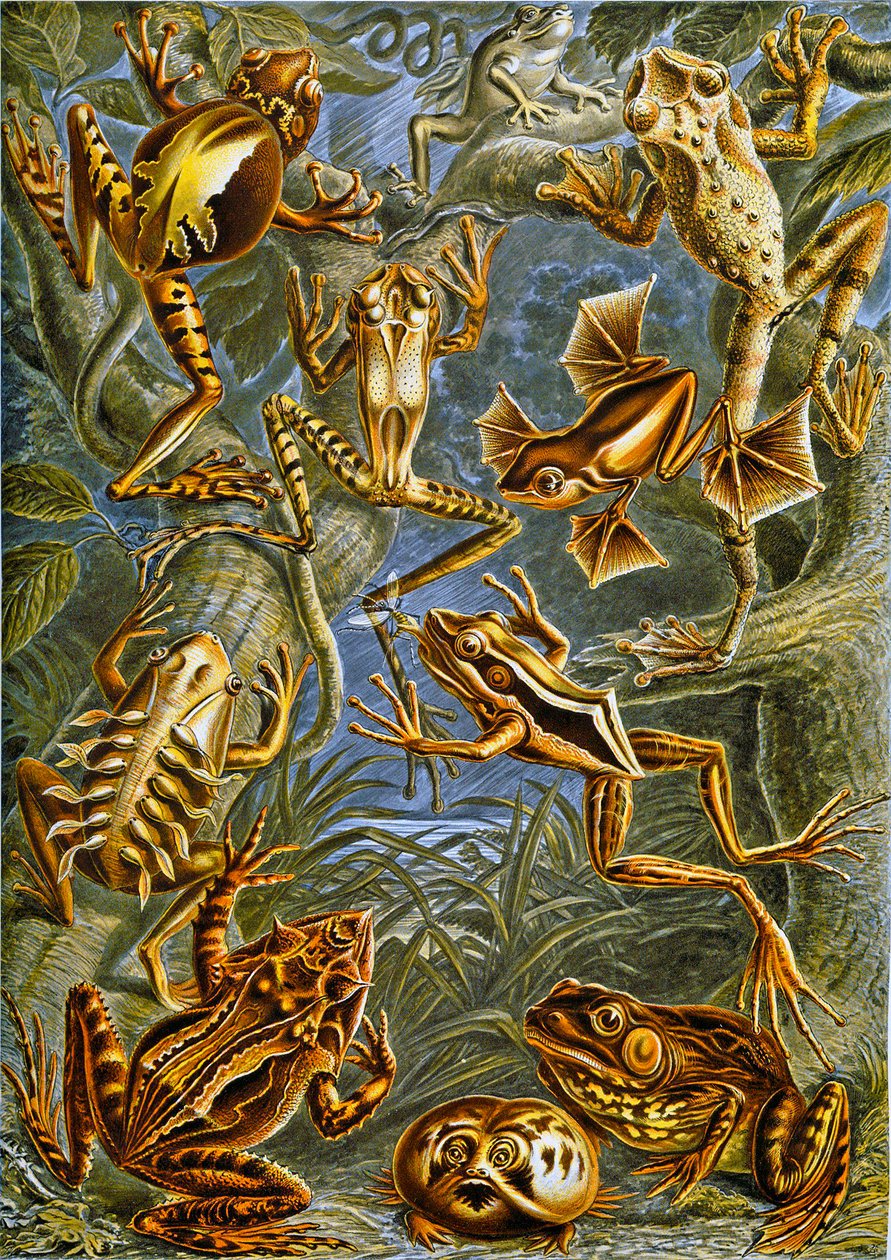 カエルとヒキガエルのイラストc.1909 作： アドルフ・フィリップ・ミロー