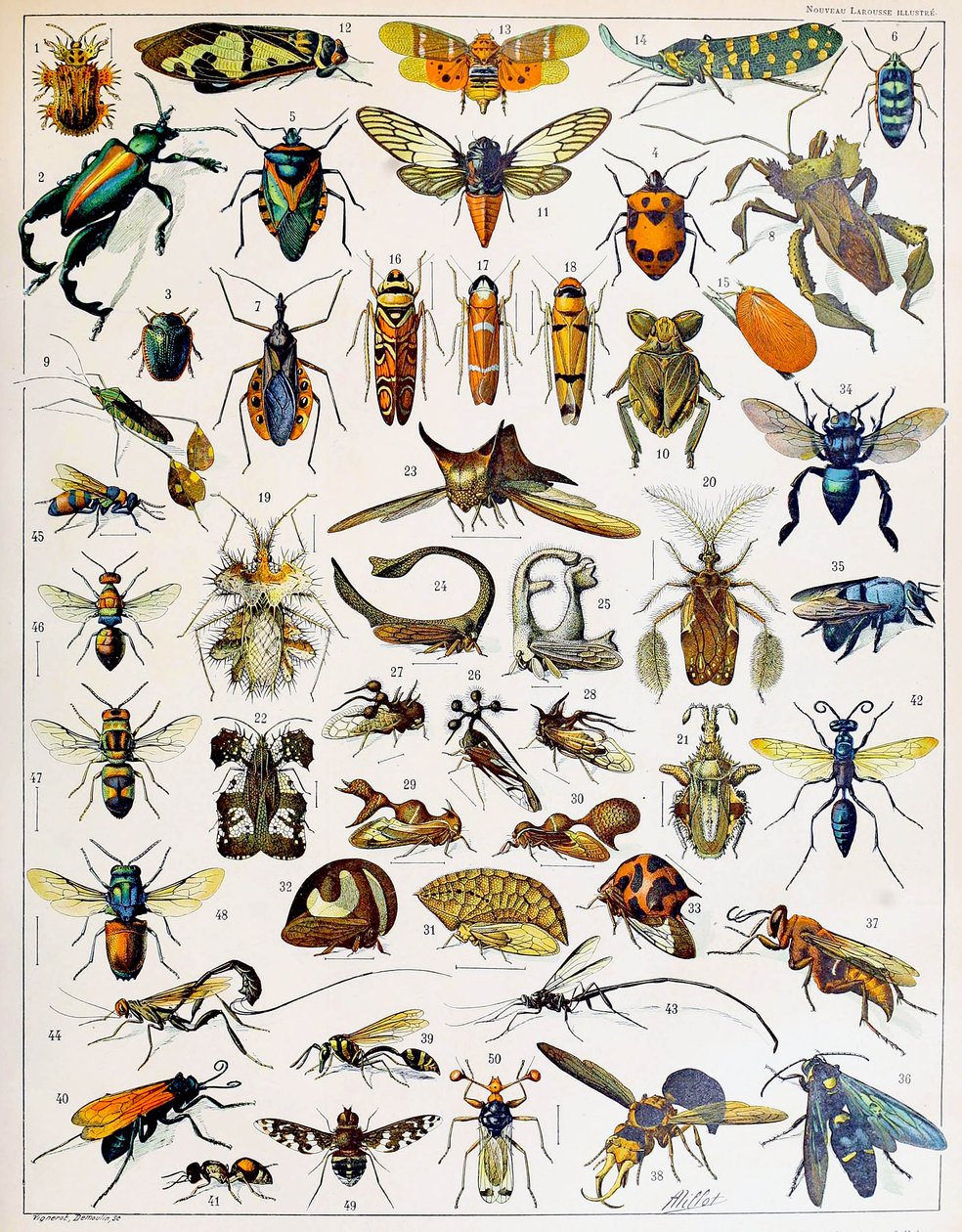 昆虫のイラストc.1923 作： アドルフ・フィリップ・ミロー