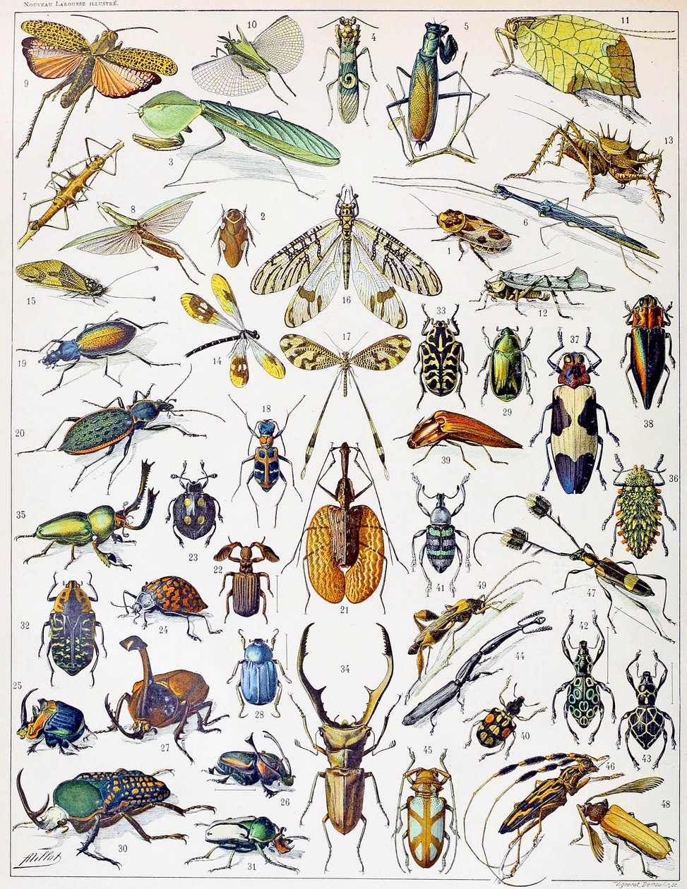昆虫のイラストc.1923 作： アドルフ・フィリップ・ミロー