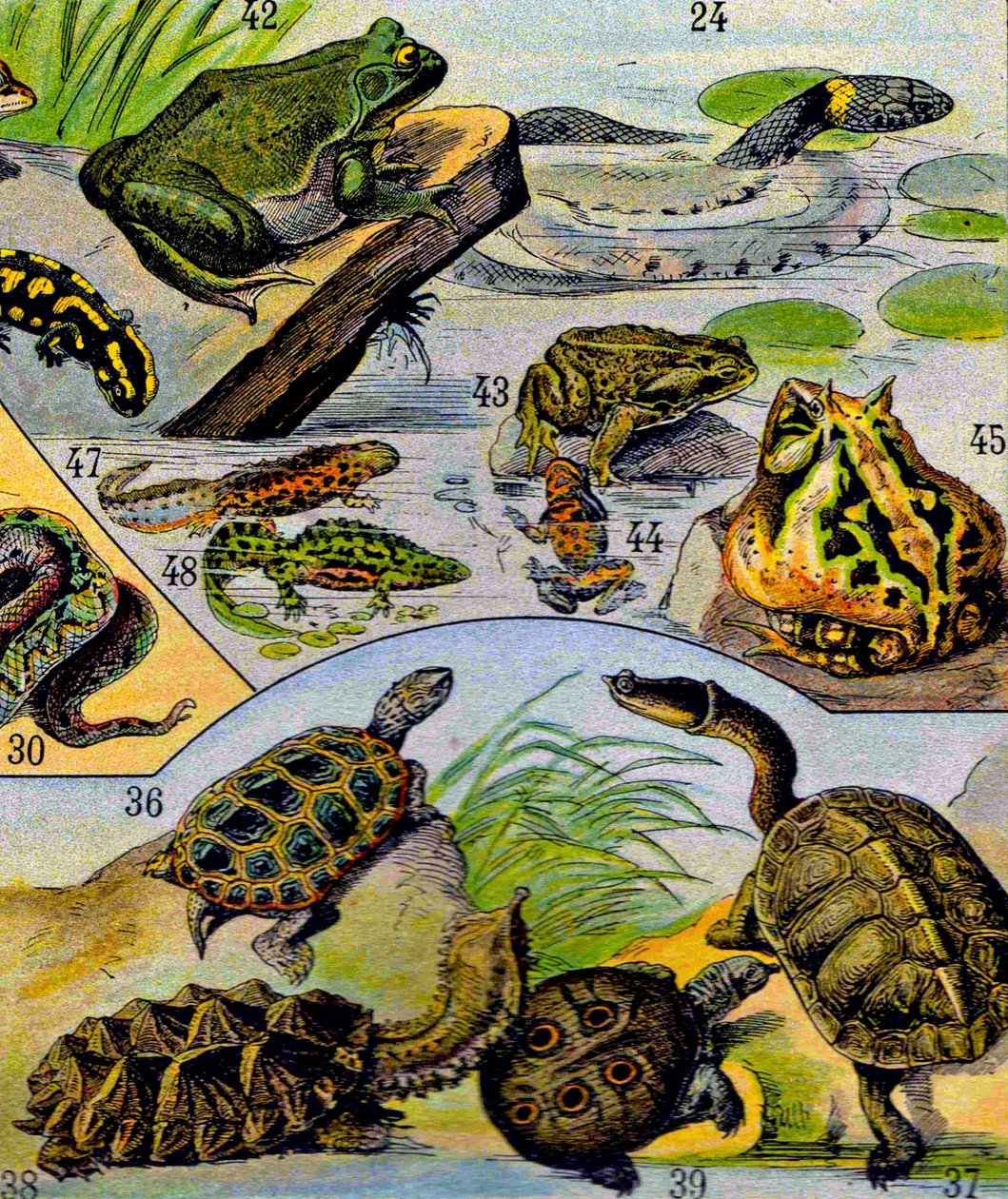 爬虫類と両生類のイラストc.1923 作： アドルフ・フィリップ・ミロー