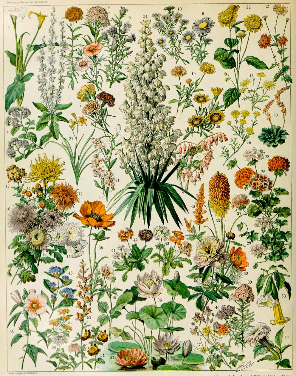 開花植物c.1923のイラスト 作： アドルフ・フィリップ・ミロー