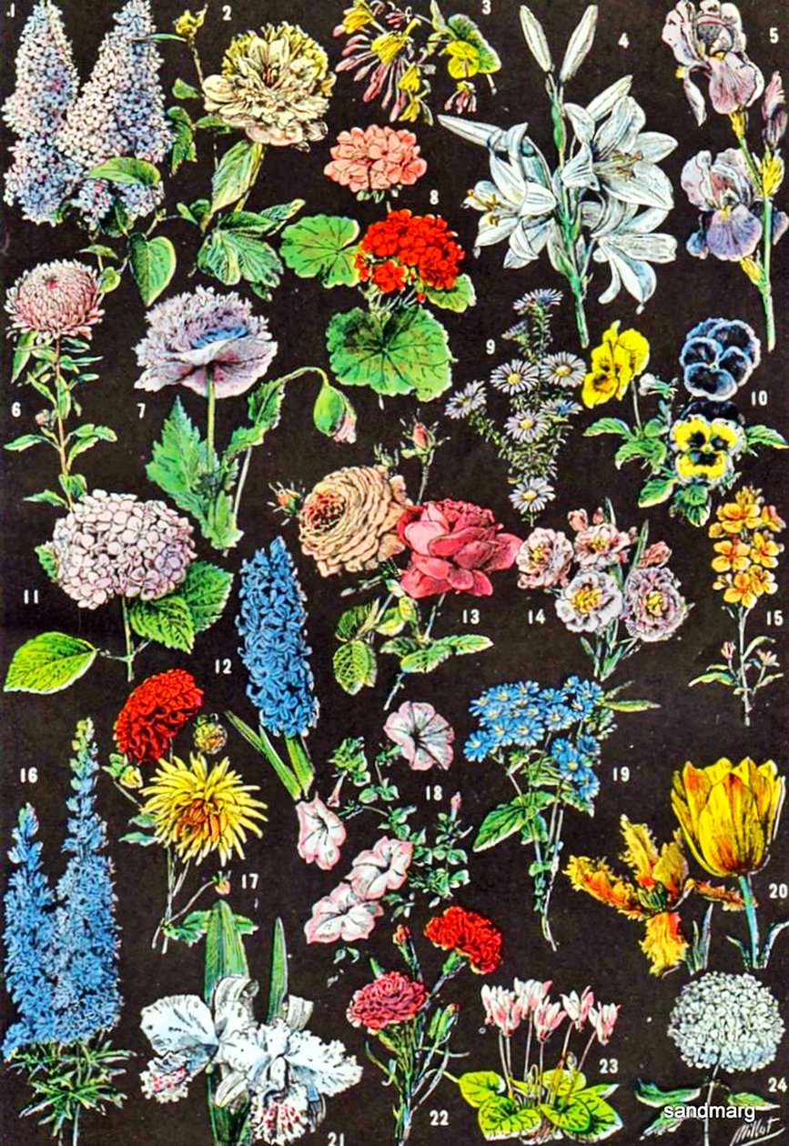 庭の花c.1923のイラスト 作： アドルフ・フィリップ・ミロー