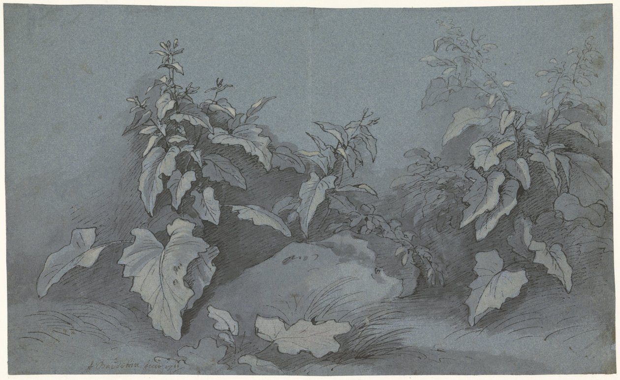 植物研究 作： Adriaan Boudewyns