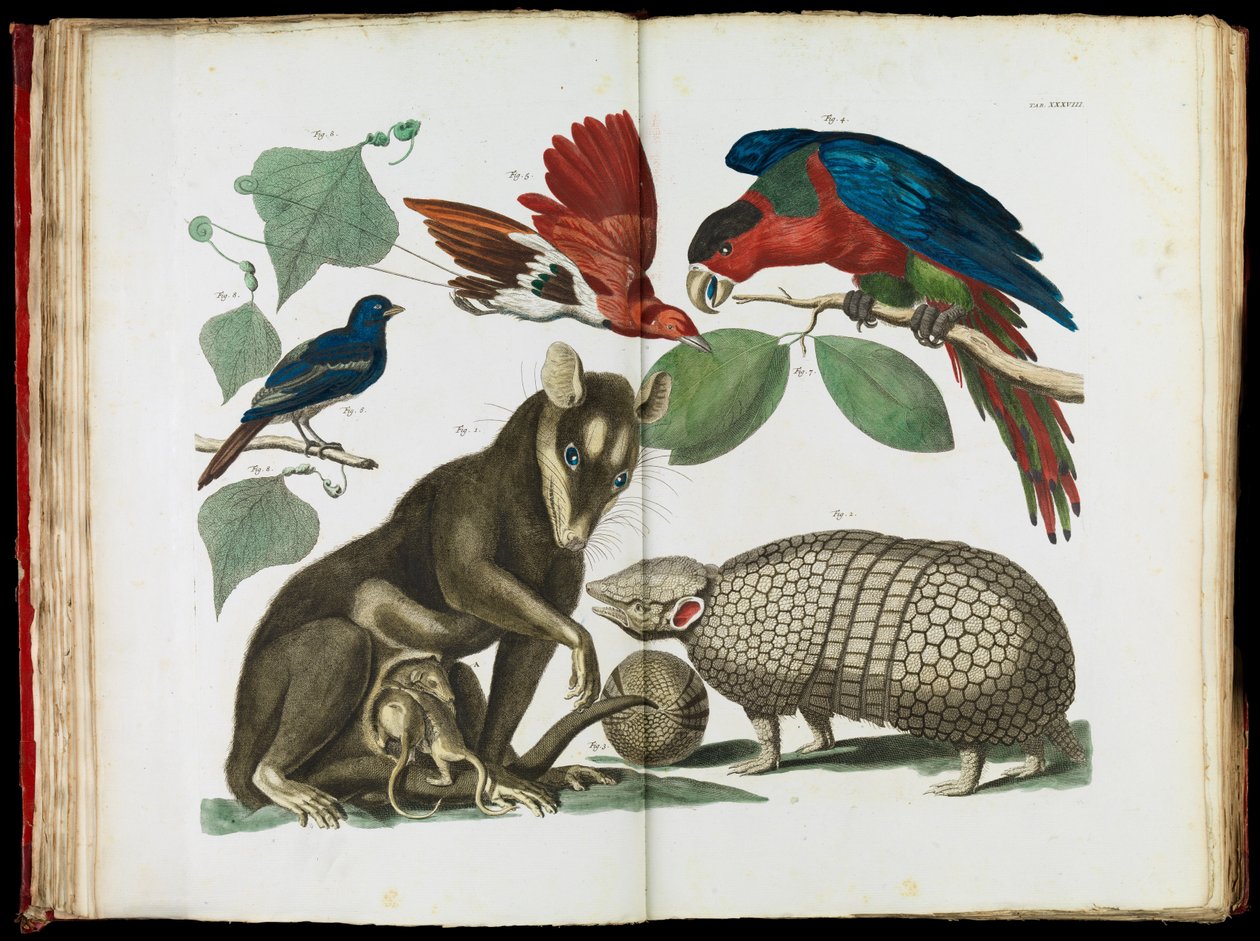Molucca Opossum、Didelphis moluccaおよびArmadillo、Tolypeutes matacus 作： アルベルタス・セバ