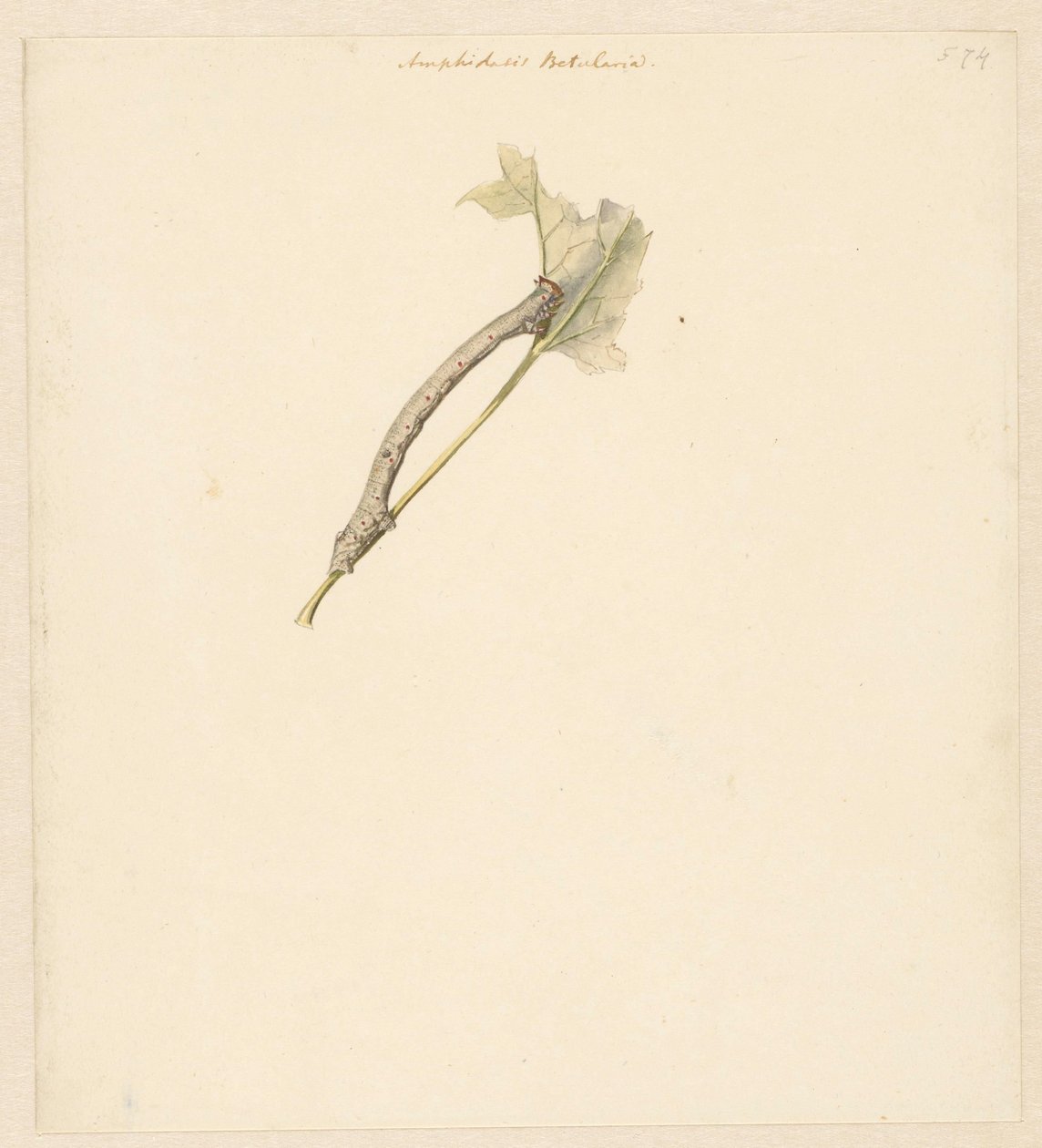 Studieblad met rups、Amphidasis Betularia 作： アルバート・ステンベルゲン
