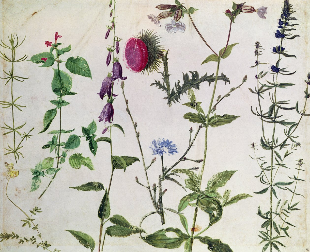 野生の花の8つの研究 作： アルブレヒト・デューラー