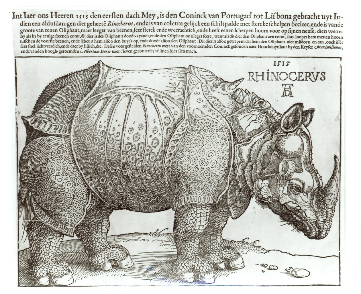 リス、キングオブリスボン（1495-1521）、1515によってマクシミリアン1世（1459-1519）に渡された版画 作： アルブレヒト・デューラー