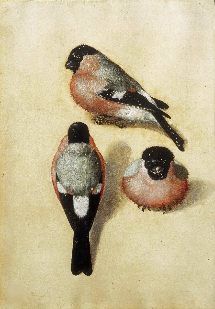 3 つの位置にある鳥、1520。 作： アルブレヒト・デューラー