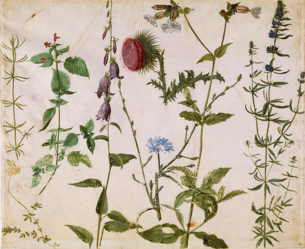 野生の花の8つの研究、1515-1520年頃。 作： アルブレヒト・デューラー