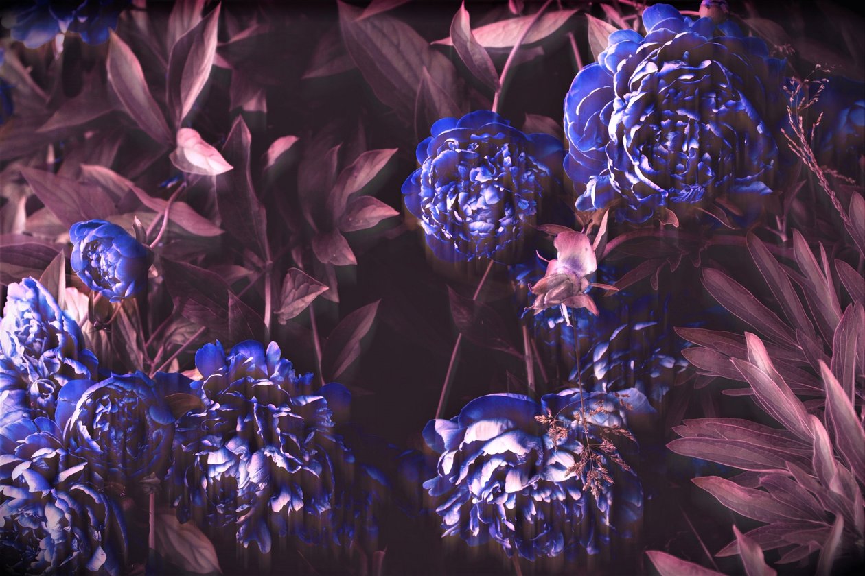 blue notes;2019,(photography) 作： アレックス・キャミンカー